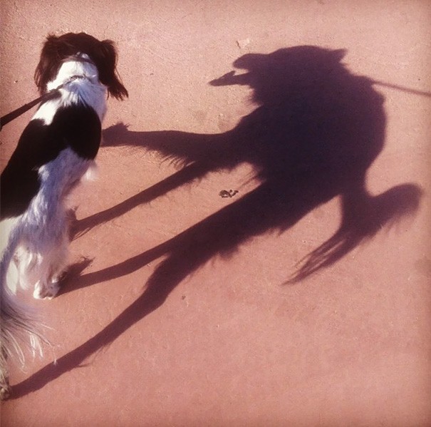 1. The shadow of this dog makes you think of the "big bad" wolf in fairy tales.