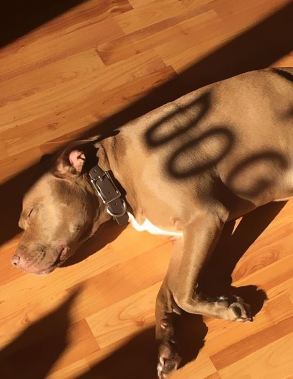 15. Incredible -- but the shadow that is on the dog's body seems to form the word "dog" ...