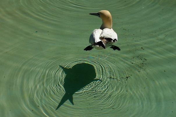 20. From a duck shadow to a fish only takes a moment!
