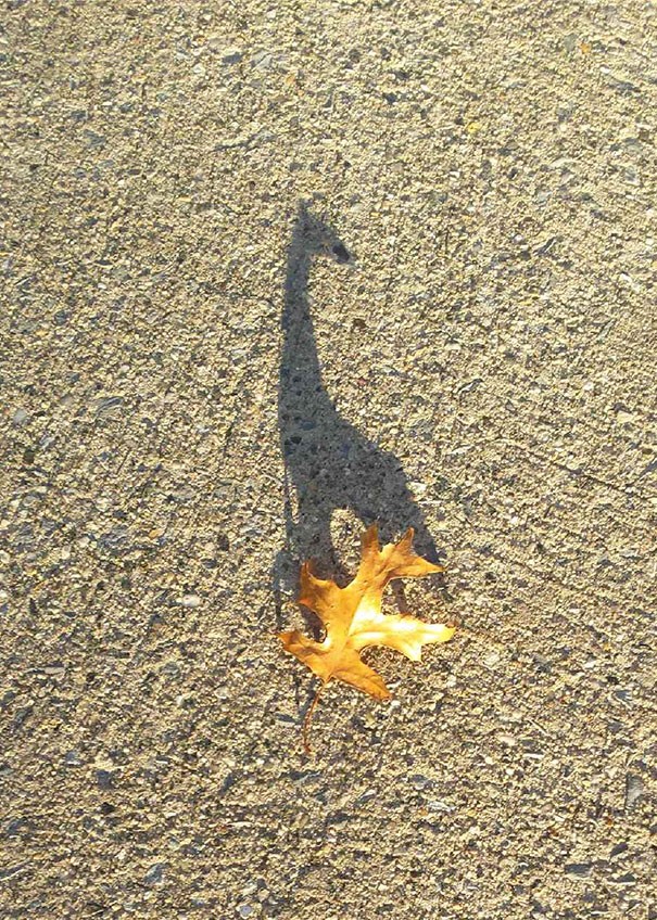 24. A leaf shadow becomes a beautiful and elegant giraffe.