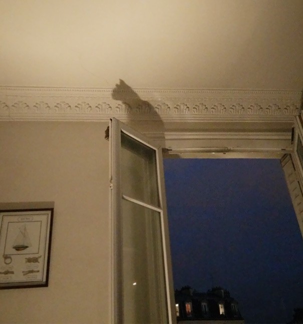 4. The rolled-up blinds have created a shadow that looks exactly like a cat!