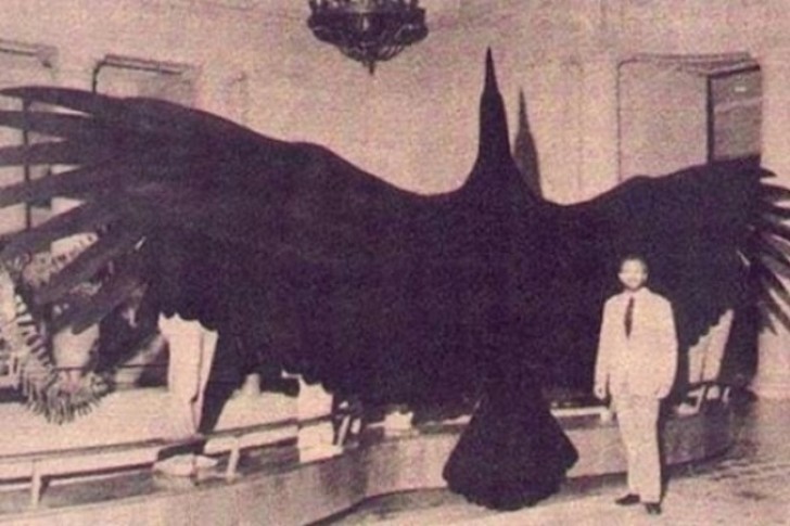 Argentavis war der größte, jemals existierende Vogel der Welt.