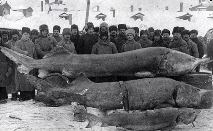 Des pêcheurs russes montrent leurs butins, 1924.
