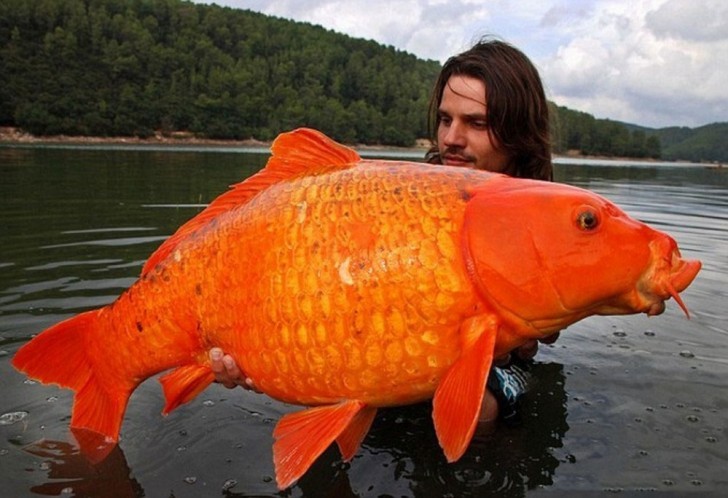 1. Deze fortuinlijke visser heeft een karper van 15 kg gevangen in Zuid Frankrijk.