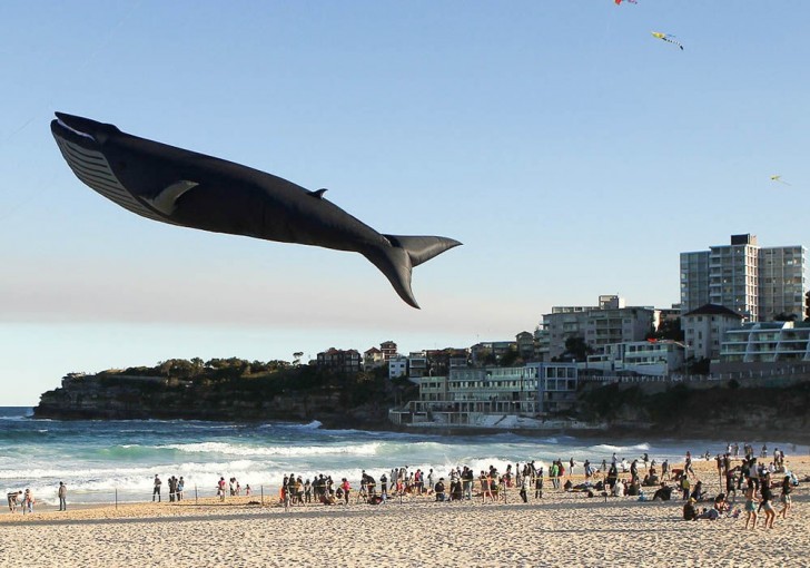 10. A flying whale? No, it is a famous kite festival in Australia.