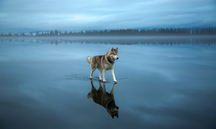 7. A wolf enjoys walking on the surface of a frozen lake.