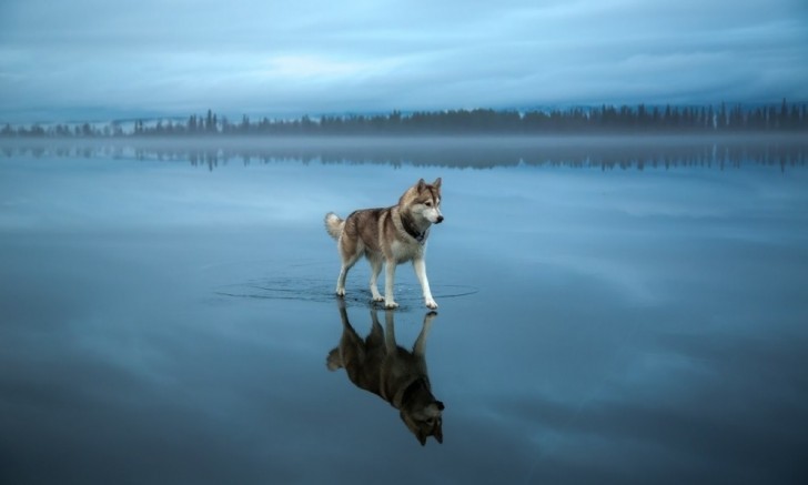 7. Un lobo se divierte caminando sobre la superficie de un lago congelado.