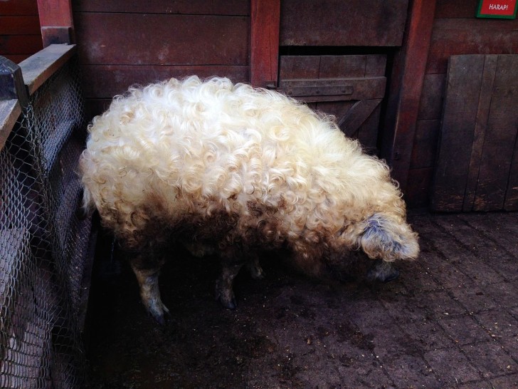 1. Porc laineux, ou mangalitza... un porc ou un mouton? :-P