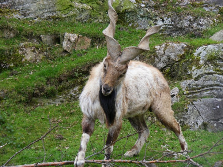 6. Chèvre sauvage Markhor, avec ses cornes étonnantes