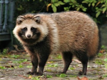 7. Cane procione: sembra un procione, ma il suo parente più stretto è la volpe