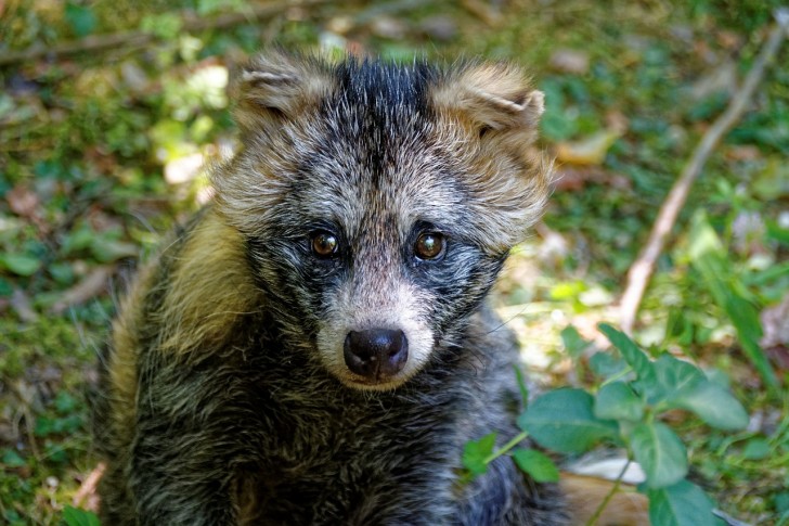 10 animaux très rares dont vous douterez de l'existence, et pourtant... - 14