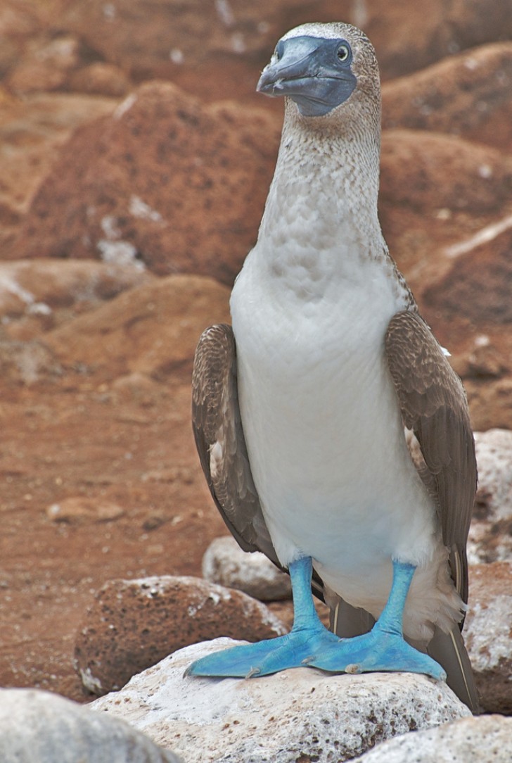 8. Fou à pieds bleus, et sa couleur turquoise du plus bel effet