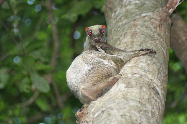 9. Il Colugo della Sonda, che può planare da un albero all'altro