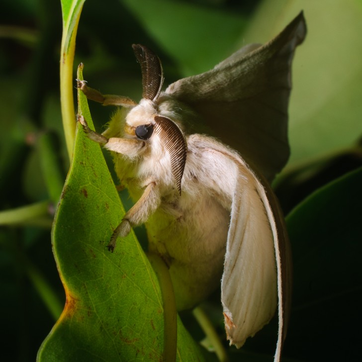 10. Le Papillon caniche du Vénézuéla, découvert qu'en 2009