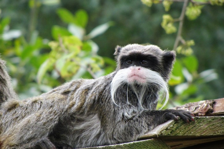 3. Tamarin empereur, avec sa moustache... éloquente