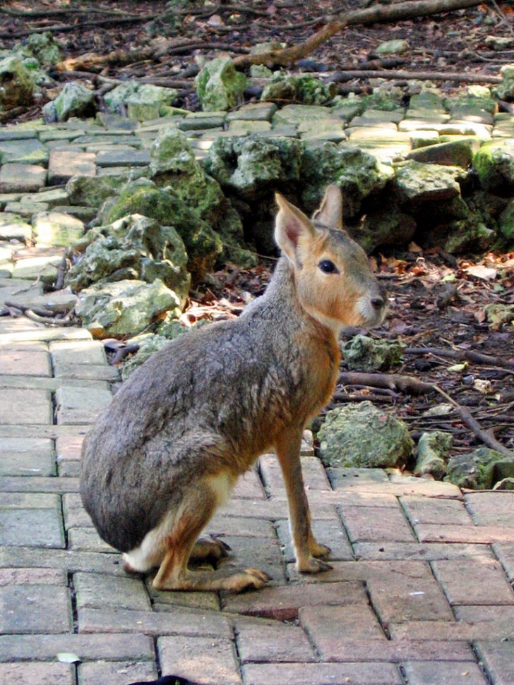 4. Mara de Patagoni, qui semble un croisement entre une souris, un lièvre et un cerf