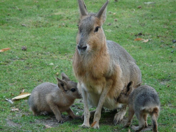 10 rarissimi animali che non crederai esistano davvero - 8