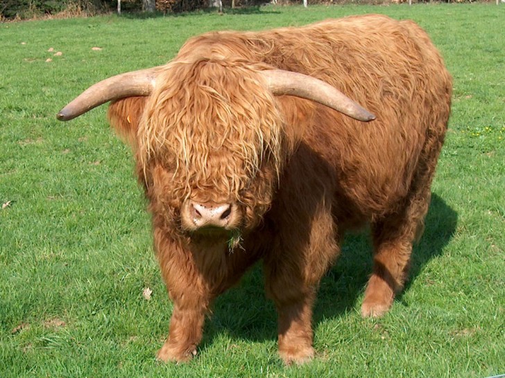 5. Vache Highland aux poils longs... on dirait une peluche géante!