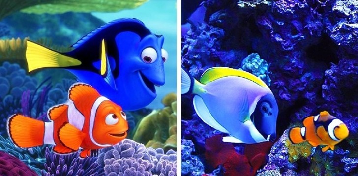 Marlin e Dory (Alla ricerca di Nemo)