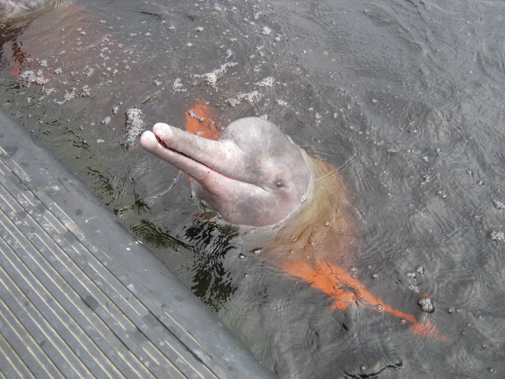 10. L'incredibile delfino di fiume