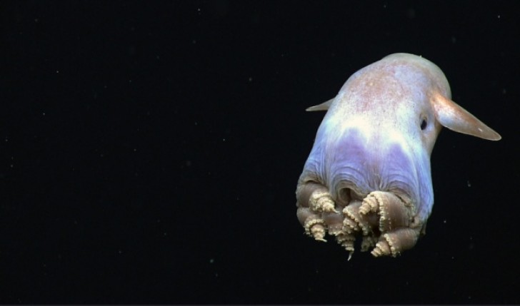 6. Der Grimpoteuthis Robson (Dumbo- Tintenfisch)