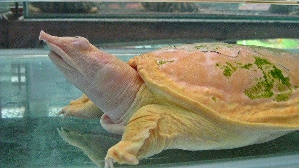 9. Tartaruga albina dal guscio molle