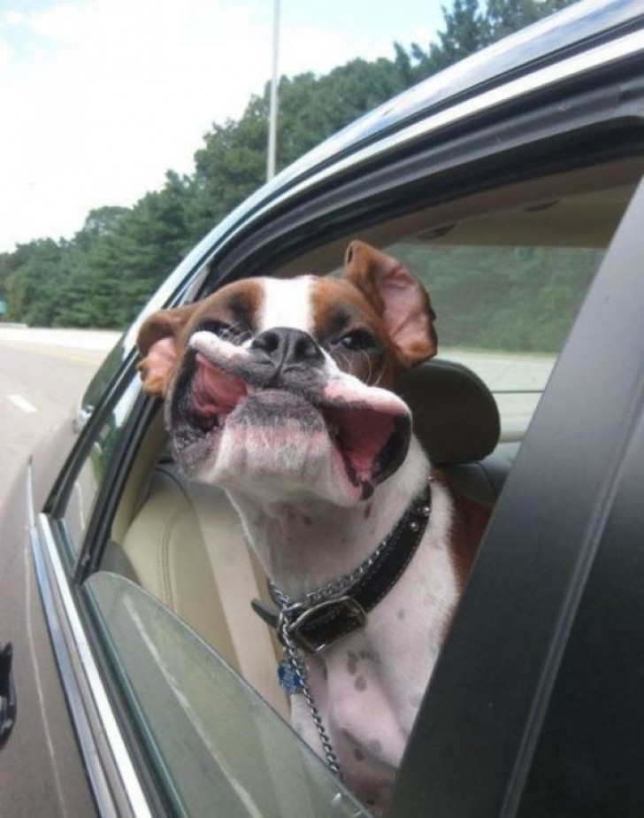 10. This dog that reminds us that we must also enjoy the little pleasures of life!
