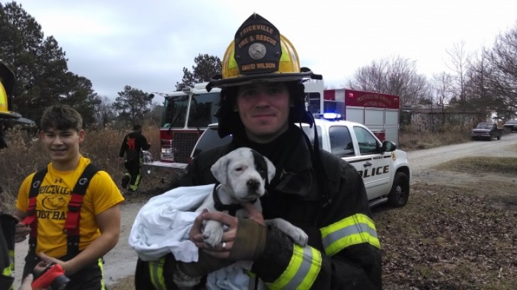 11. Un chiot qui vient d'être sauvé par les pompiers.