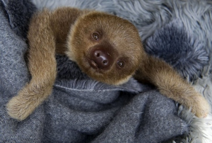 12. A smiling sloth!