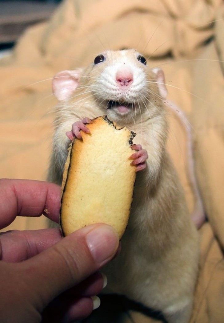 13. Quel délicieux biscuit! Merci, l'humain!