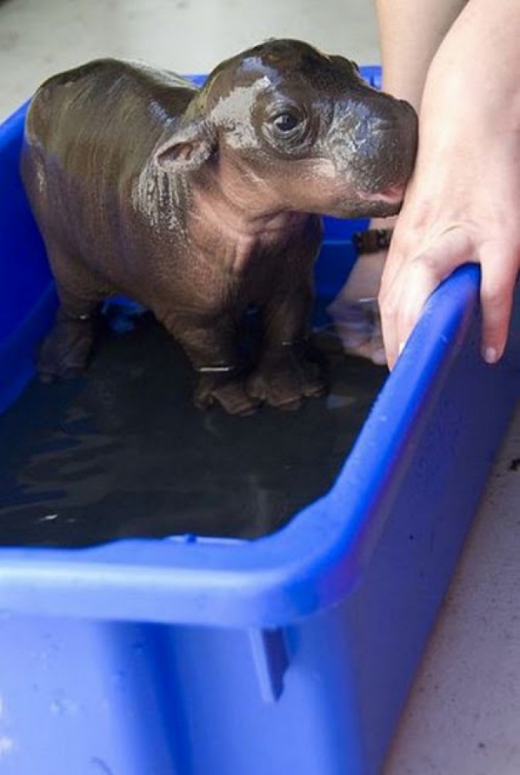 2. Un dolcissimo cucciolo di ippopotamo.