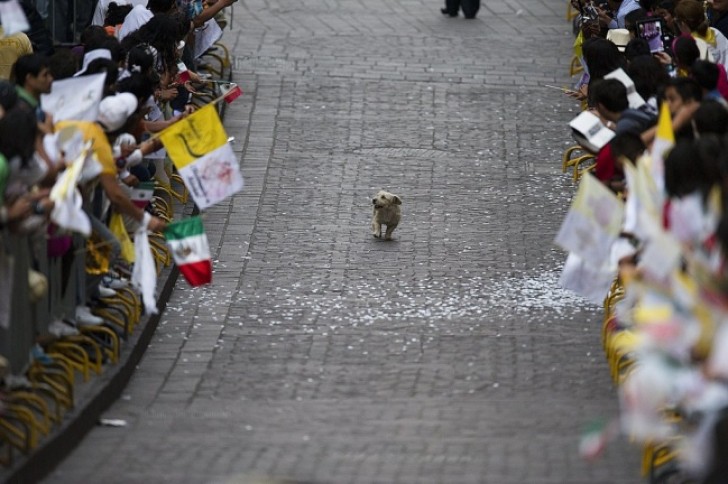 19. Um cachorro que aproveita o seu momento de celebridade