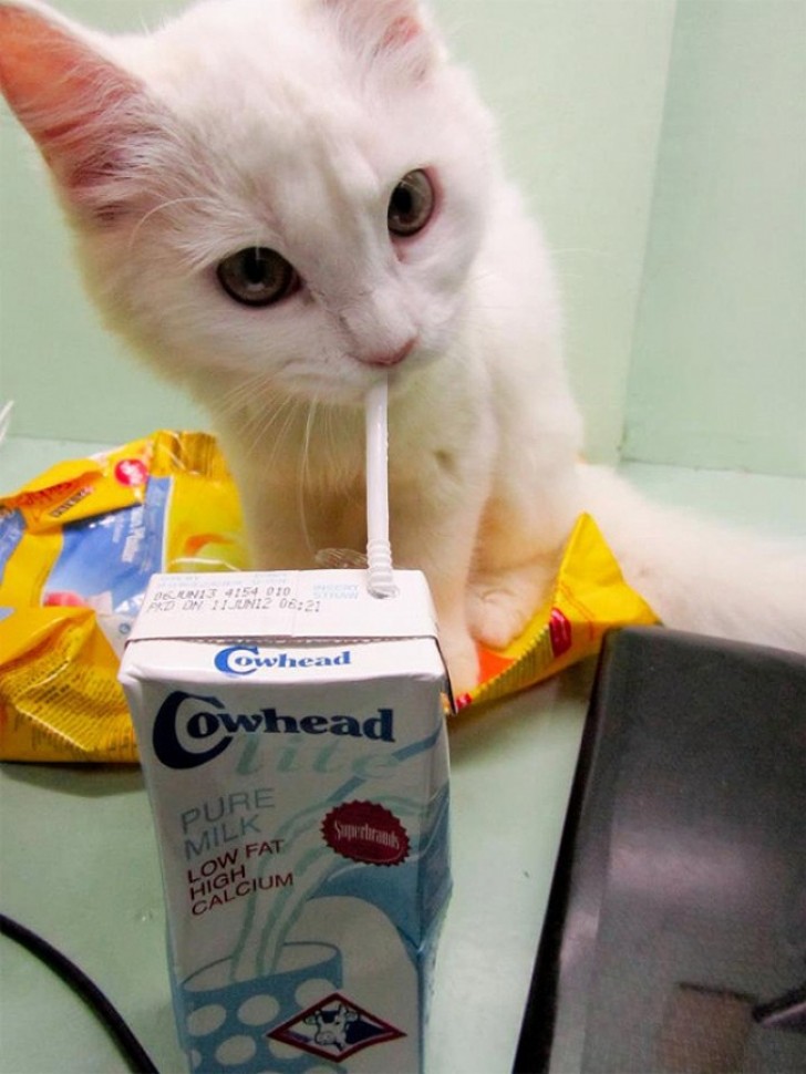 4. This kitten has learned to drink from a straw!?!