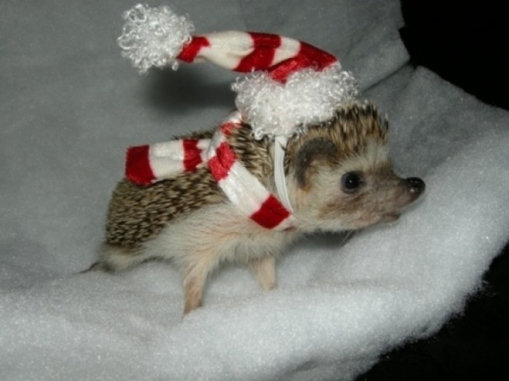 5. A baby hedgehog that is ready for Christmas.