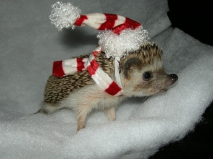 5. Ein Igel-Junges ist bereit für Weihnachten.