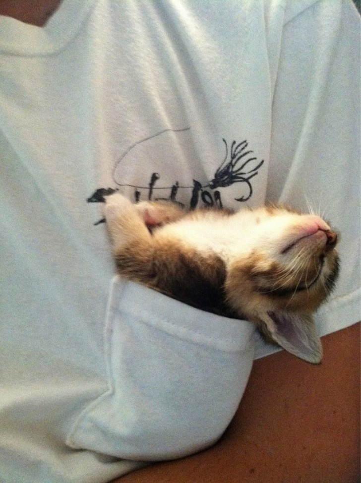 6. A kitten that is apparently capable of sleeping anywhere. Wow!