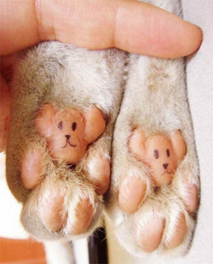 8. Did you know that there are two teddy bears hidden under your kitten's paws?