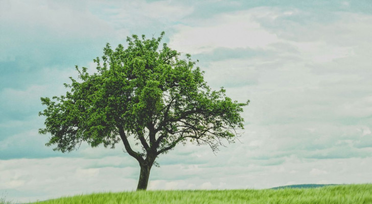 Un albero dalla chioma ben definita
