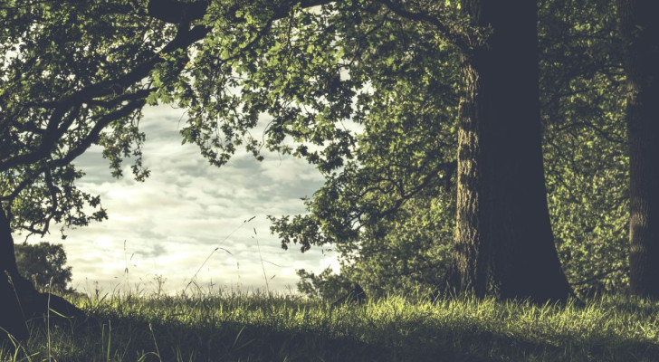 Il tronco è, nel famoso test dell'albero, la personalità