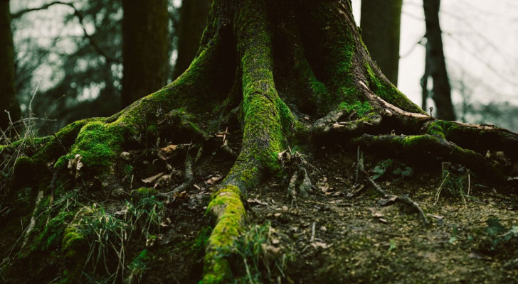 Un albero dalle radici profonde