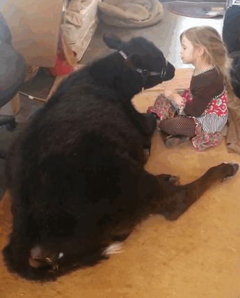 Solo una bambina che coccola la sua amica mucca.