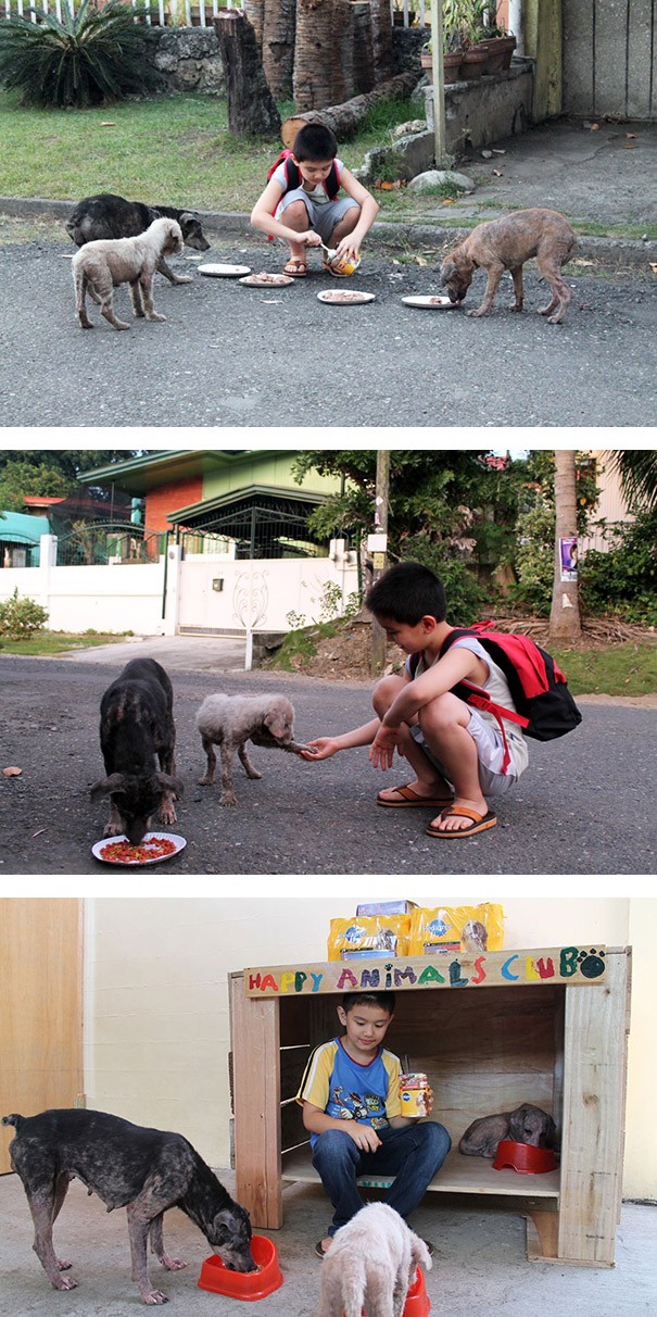 Cet enfant de 9 ans nourrit les chiens errants de sa zone et a même construit un abri pour eux.