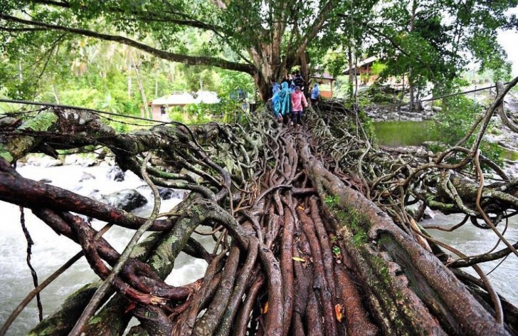Un ponte creato dalle radici di alberi (Indonesia).