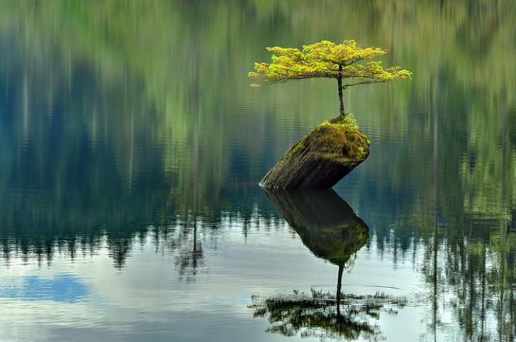 12. Un bonsai speciale: cresce sul tronco di un ramo in un lago canadese.