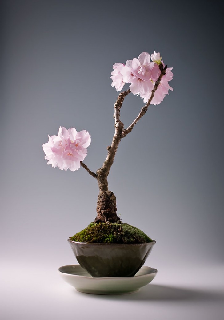 14. Bonsai di ciliegio sakura
