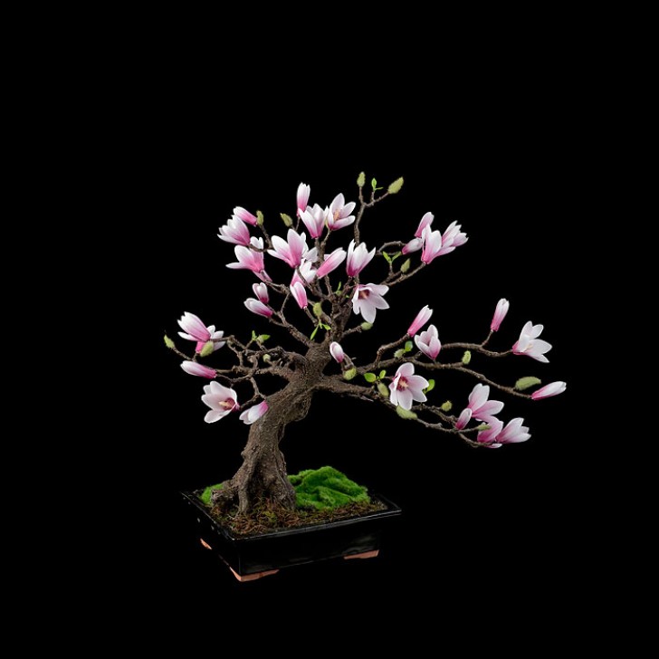 16. Bonsai di Magnolia