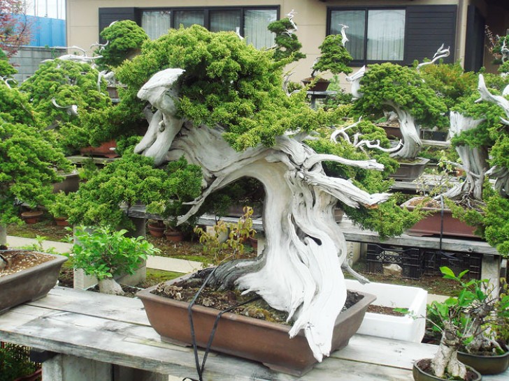 23. Un bonsai di 150 anni... Portati benissimo!