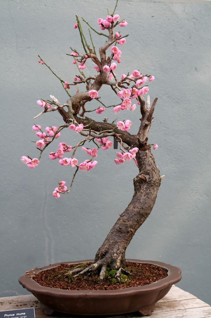 26. Sakura rosa