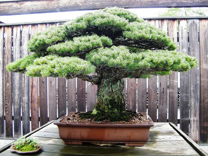 4. Un bonsai di 390 anni sopravvissuto alla bomba di Hiroshima