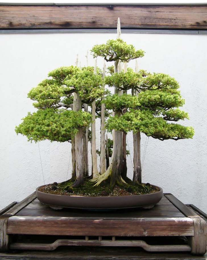 6. Una piccola e bellissima foresta bonsai